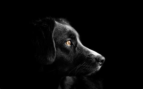 black dog wallpaper|black dog wallpaper 4k.